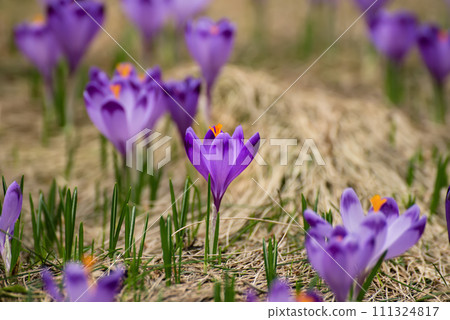 Spring crocus flowers, Easter background Spring crocus flowers, Easter background 111324817
