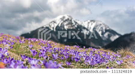 Dolina Chocholowska with blossoming purple crocuses or saffron flowers,Tatra mountains, Poland. 111324819