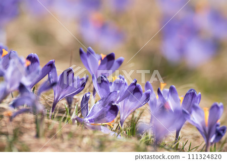 Spring crocus flowers, Easter background Spring crocus flowers, Easter background 111324820