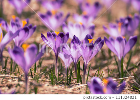 Spring crocus flowers, Easter background 111324821