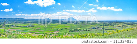 [Mt. Kaimondake and the entire tea plantation from Takatsuka Hill (Cha Bakken Hill)] (High resolution version) Nishimoto, Chiran Town, Minamikyushu City, Kagoshima Prefecture 111324833