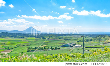 [Mt. Kaimondake and the entire tea plantation from Takatsuka Hill (Cha Bakken Hill)] (High resolution version) Nishimoto, Chiran Town, Minamikyushu City, Kagoshima Prefecture 111324836