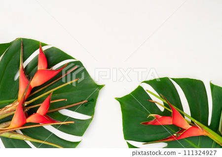 Tropical green leaves 111324927