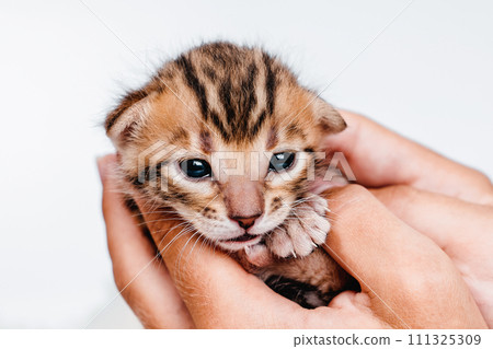 Two week old small newborn bengal kitten on a white background.A kitten in the hands of a girl. On the palms is a small cute kitten.Copy space.Close-up.Cute bengal. 111325309