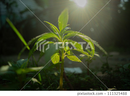 Sunlight shines on plants in nature Sunlight shines on plants in nature 111325488