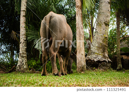 Buffaloes eat grass from behind 111325491