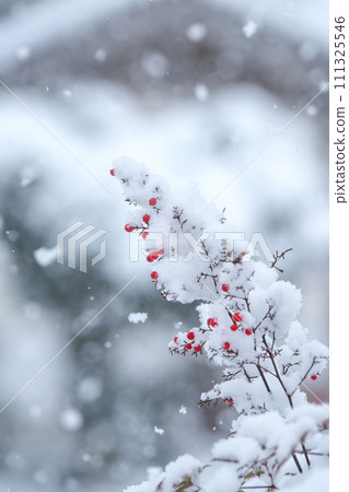 降雪期間,紅色南天竹果實和葉子被雪覆蓋 降雪期間,紅色南天竹果實和葉子被雪覆蓋 111325546