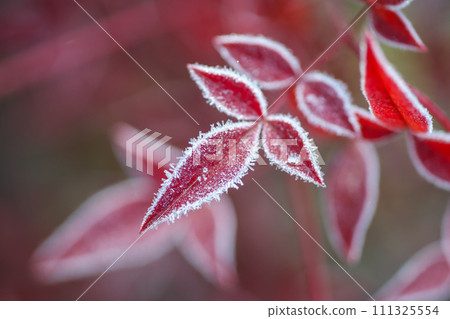 Small and cute nandina leaves wrapped around each other 111325554