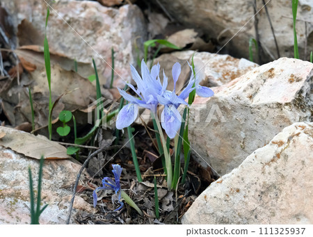 Iris vartanii or Iridodictyum vartanii Iris vartanii or Iridodictyum vartanii 111325937