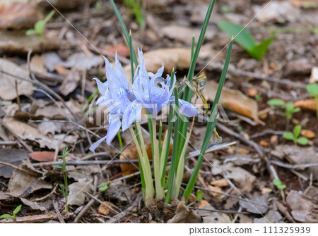 Iris vartanii or Iridodictyum vartanii Iris vartanii or Iridodictyum vartanii 111325939
