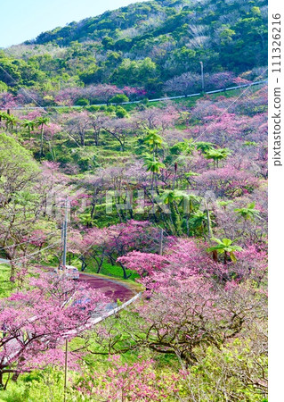 A hill where Kanhi cherry blossoms are in full bloom 111326216