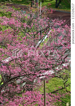 Cherry blossoms in full bloom Cherry blossoms in full bloom 111326217