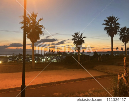 Evening view with palm trees 111326437