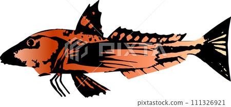 Gurnard ink painting illustration Gurnard ink painting illustration 111326921