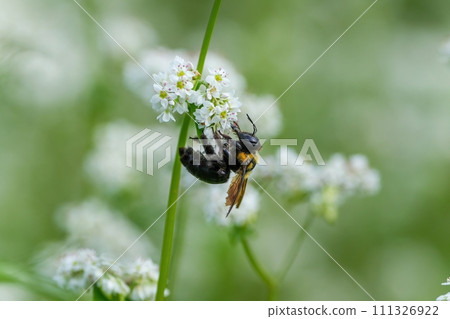 台灣竹蜂從盛開的白蕎麥花中採集花粉。 台灣竹蜂從盛開的白蕎麥花中採集花粉。 111326922
