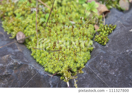 Ezosnagoke growing sporophyte 111327800