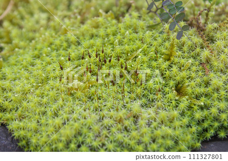 Ezosnagoke growing sporophyte 111327801