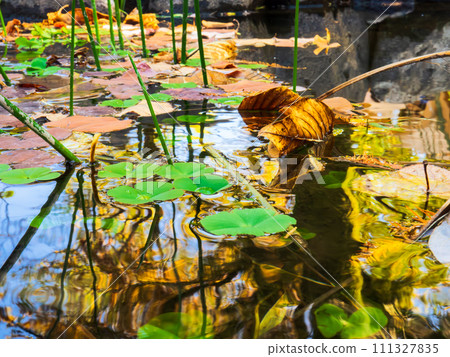 A lotus pond where the flowers and leaves in the air have withered and only the leaves above the water surface remain. 111327835