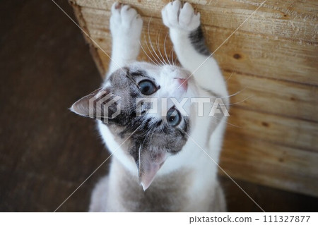 櫻花貓磨指甲 111327877