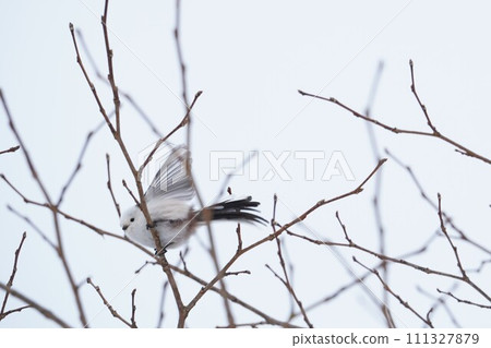 A cute long-tailed tit in the midwinter sky 111327879