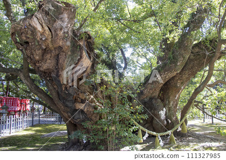 Hamamatsu Hachimangu Shrine Kumodate Soup 111327985