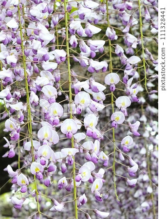 Wisteria, wisteria trellis, wisteria flowers, close up Wisteria, wisteria trellis, wisteria flowers, close up 111328441