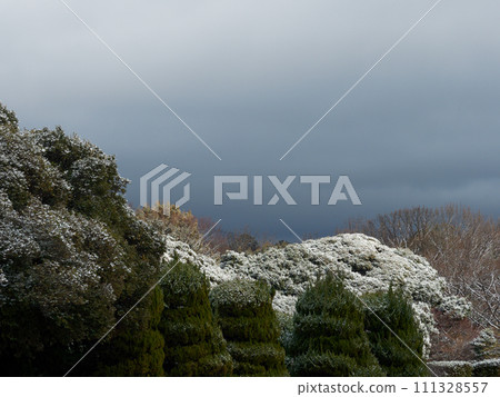 Snow day, snowfall in evergreen broad-leaved forest Snow day, snowfall in evergreen broad-leaved forest 111328557