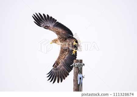 The moment a white-tailed eagle takes flight 111328674