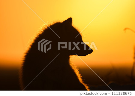 fox silhouette at sunset 111328675