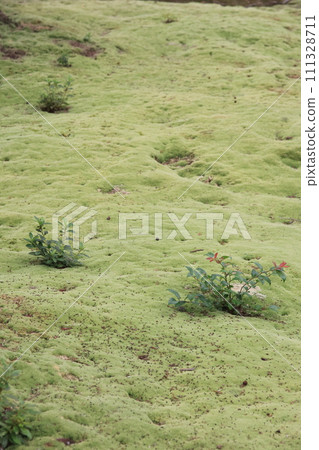 苔蘚花園 苔蘚花園 111328711