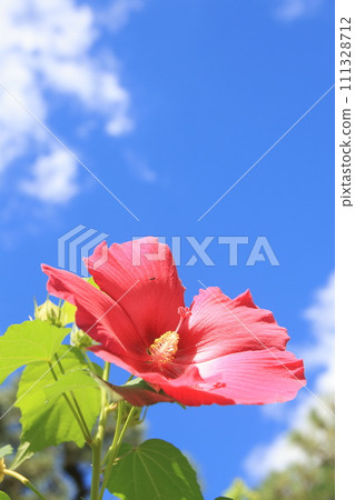 Blue sky and Furong 111328712