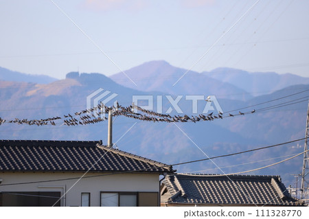 一群鴿子聚集在電線上 一群鴿子聚集在電線上 111328770
