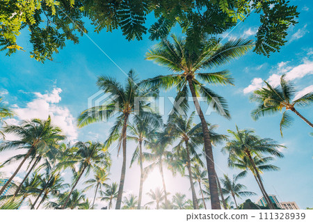 palm trees and blue sky and clouds and blue sky palm trees and blue sky and clouds and blue sky 111328939