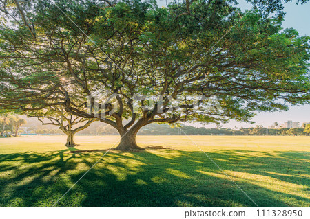Hawaiian park landscape with grass 111328950