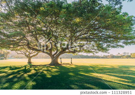 夏威夷草地公園景觀與情侶 夏威夷草地公園景觀與情侶 111328951