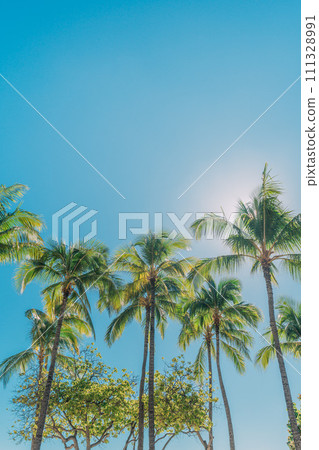 Palm trees shining in the blue sky Palm trees shining in the blue sky 111328991