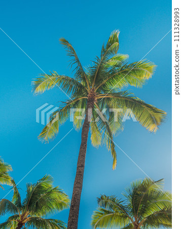 發光在藍天的棕櫚樹 111328993