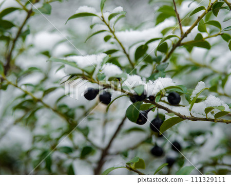 Black fruit of boxwood, Ilexaceae, wearing a snow cap Black fruit of boxwood, Ilexaceae, wearing a snow cap 111329111