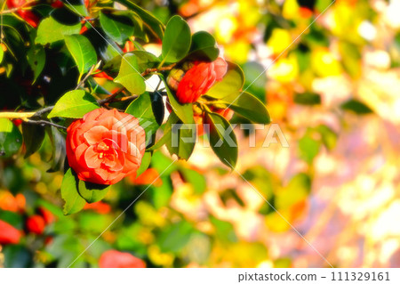雙紅山茶花 雙紅山茶花 111329161