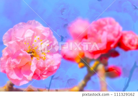 漂亮的粉紅色梅花 漂亮的粉紅色梅花 111329162
