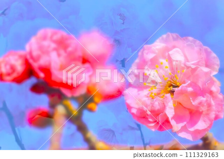漂亮的粉紅色梅花 漂亮的粉紅色梅花 111329163