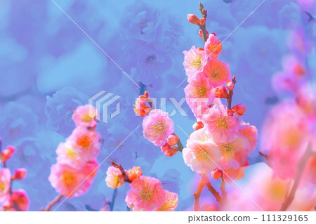美麗的粉紅色梅花 美麗的粉紅色梅花 111329165