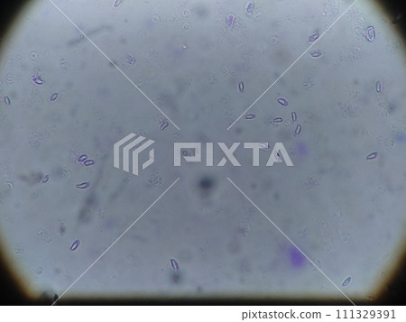 顯微鏡下觀察蘑菇孢子 111329391