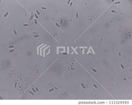 蘑菇孢子的顯微照片 蘑菇孢子的顯微照片 111329393