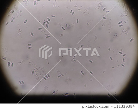 香菇孢子的顯微鏡觀察 111329394