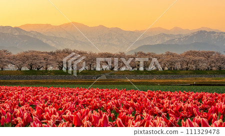 船川朝日（春天/黎明） 111329478