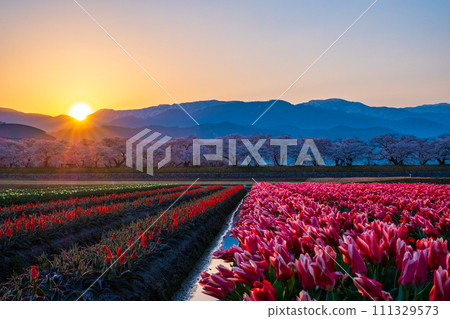 船川朝日（春天/黎明） 111329573