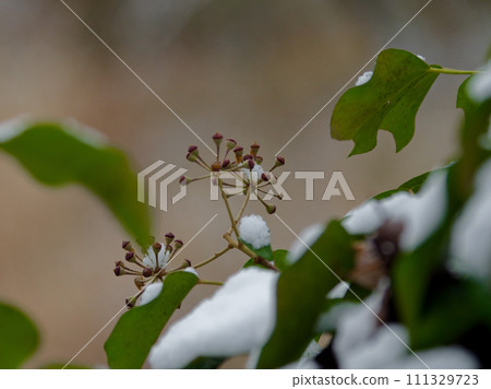 下雪的早晨，五加科常春藤白雪覆蓋的葉子和果實 111329723