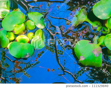 A clear-looking medaka swims in a pond where the bright blue sky is reflected and water hyacinth floats. A clear-looking medaka swims in a pond where the bright blue sky is reflected and water hyacinth floats. 111329840