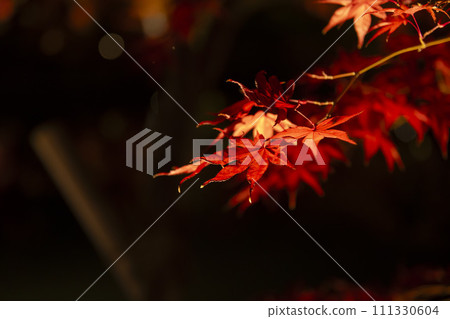 Autumn leaves illuminated in Kyoto 111330604